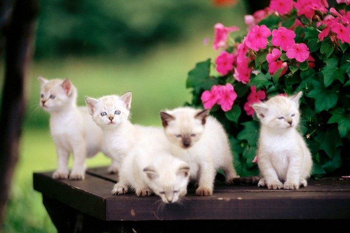 Kittens !!!