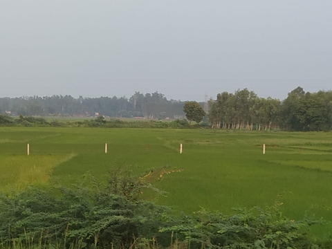 nature