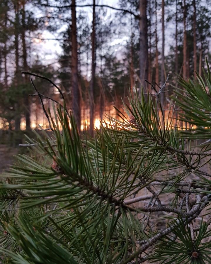 sunset in the forest