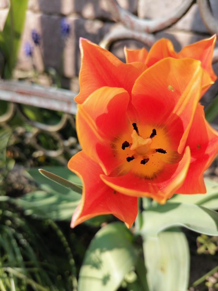 Orange Tulip