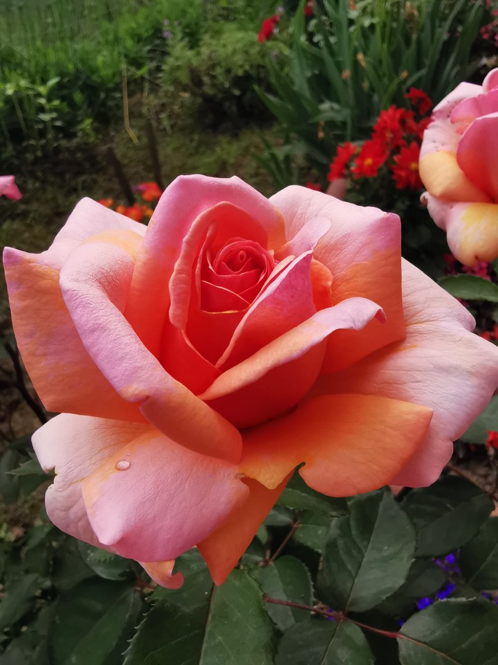 rose