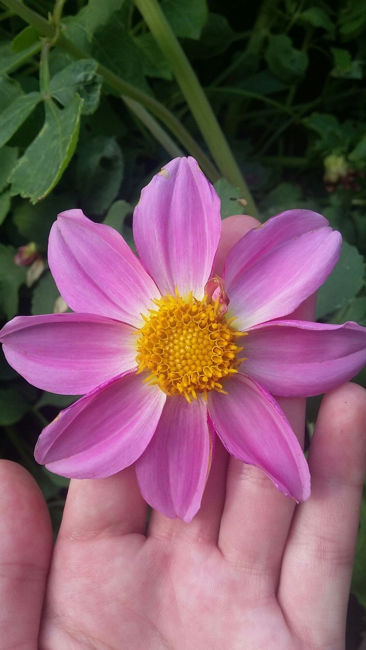 flower