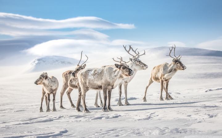 Reindeer