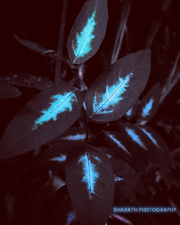 Neon leaf