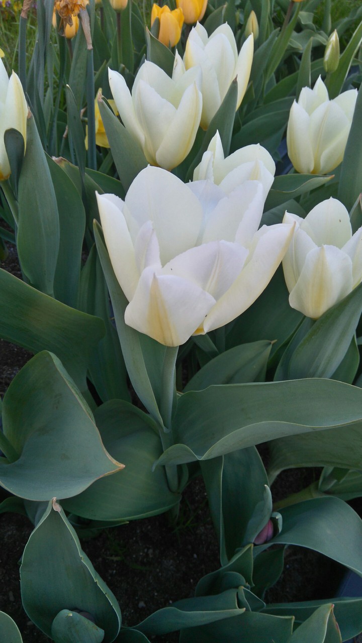 tulip