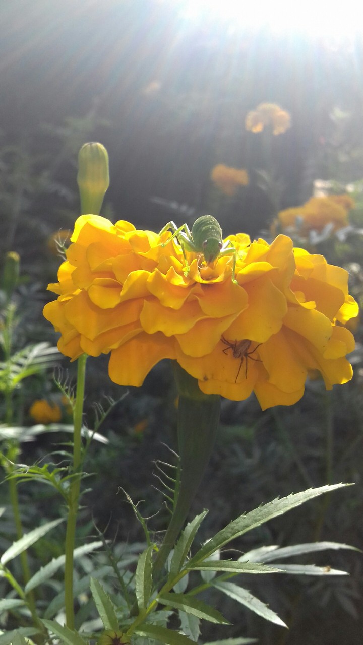 flower