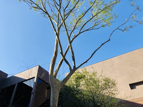 tapety Building, Shade