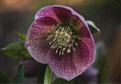 Flowers...