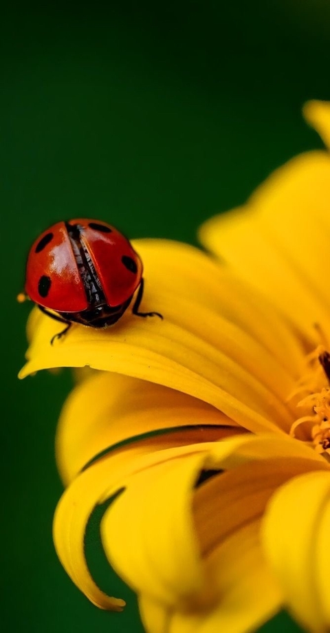 Animali