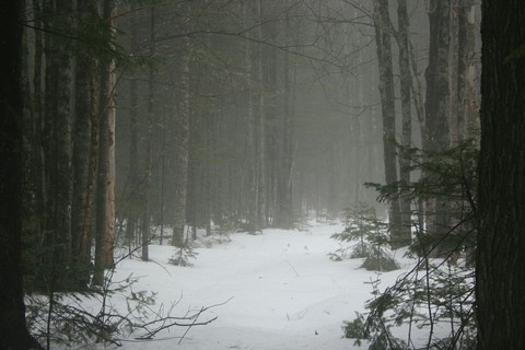 Foggy New England
