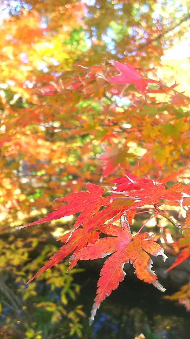 JAPAN KAMAKURA Colored leaves