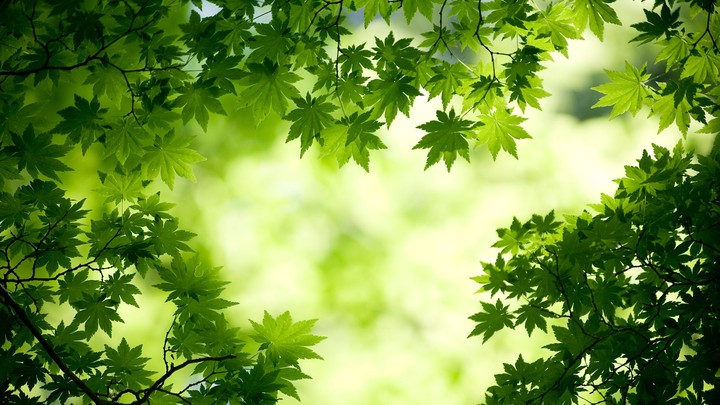 leaves
