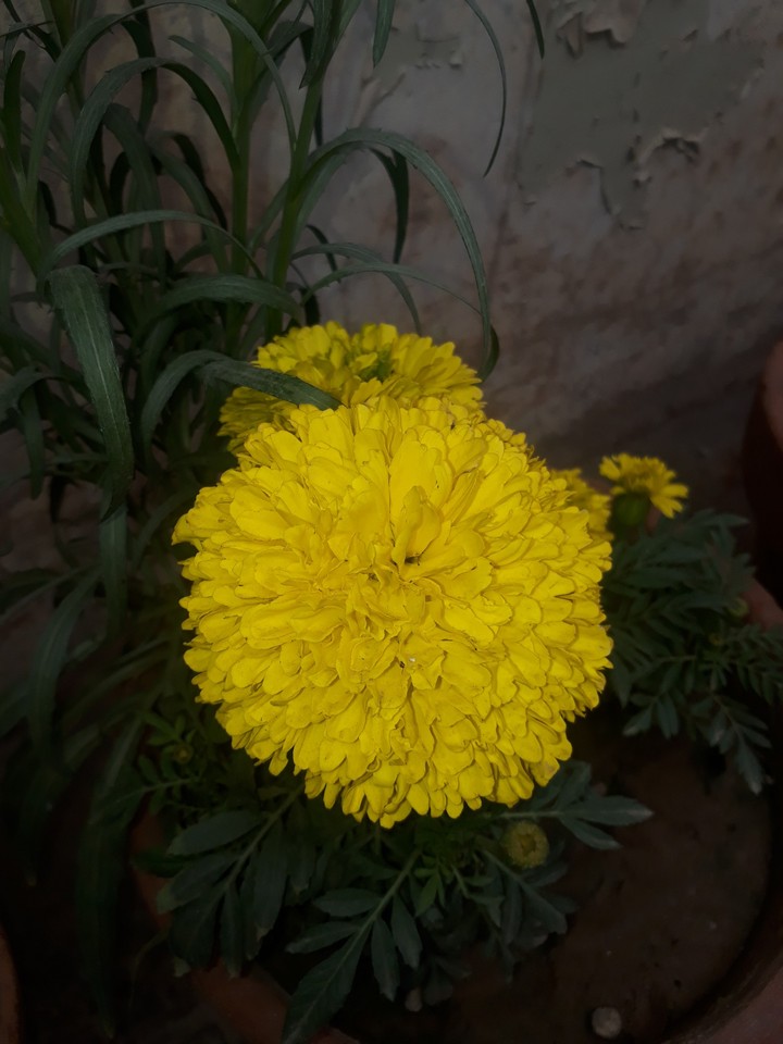 Amazing Flowers