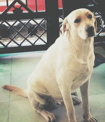 Labrador