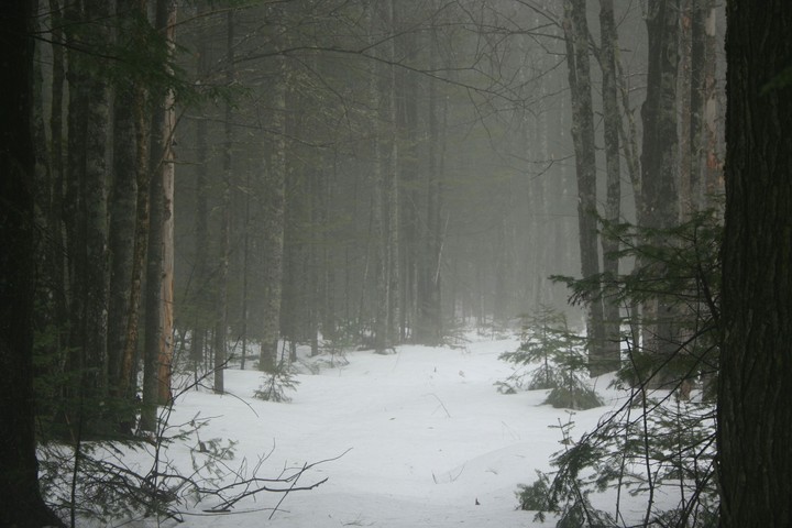 Foggy New England