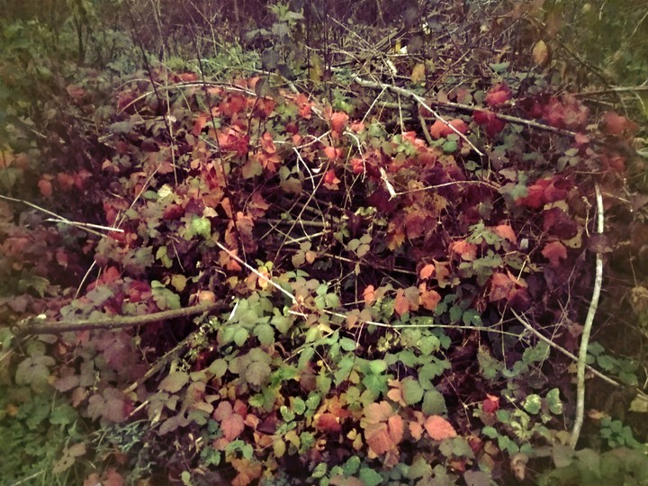 Green/red