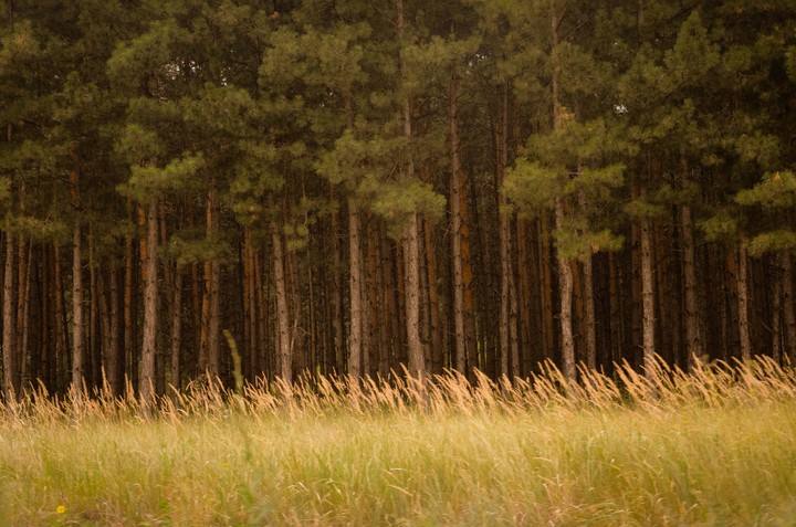 Forest
