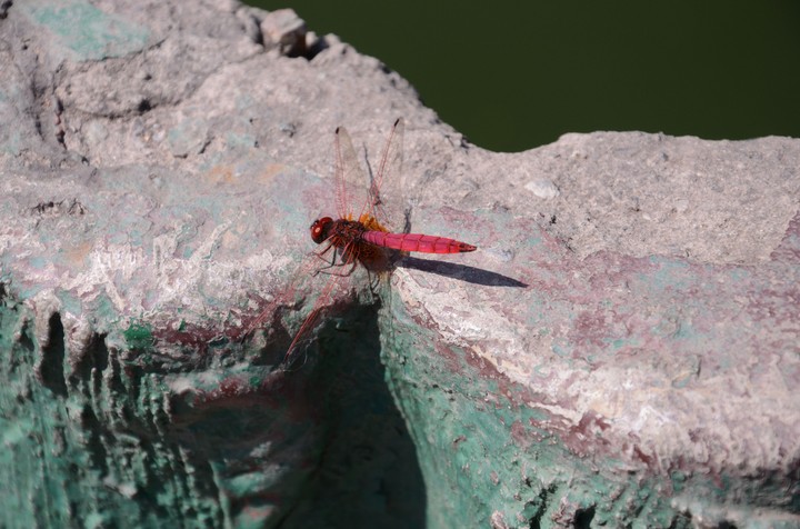 Dragon Fly