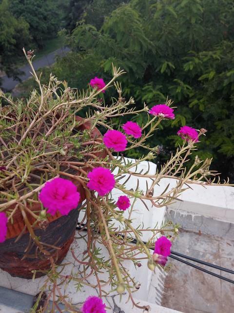 beauty of life