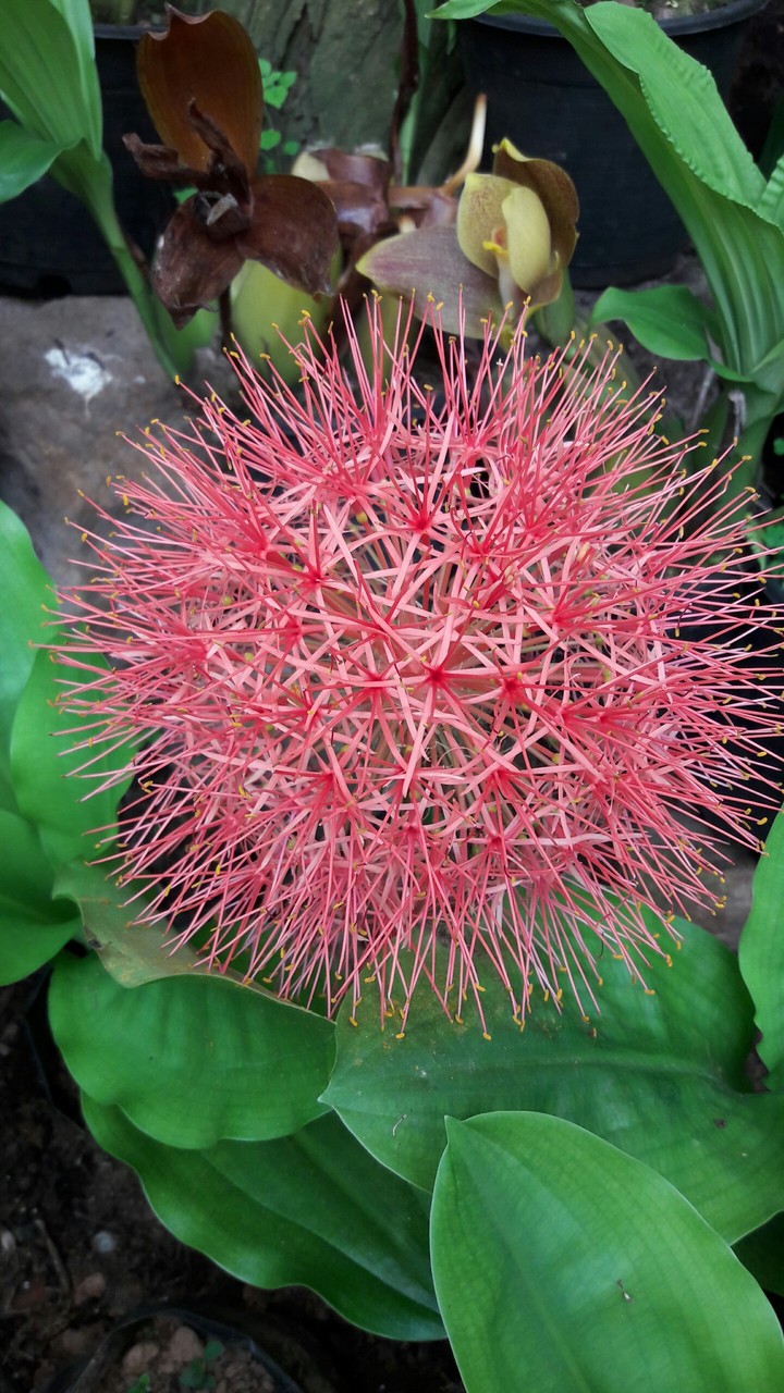 flower