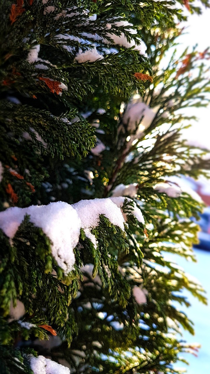 snow