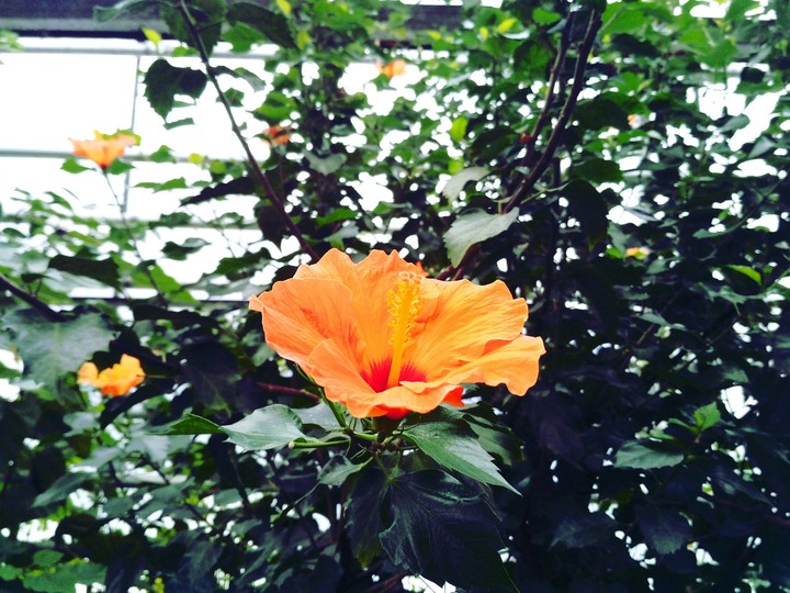flower