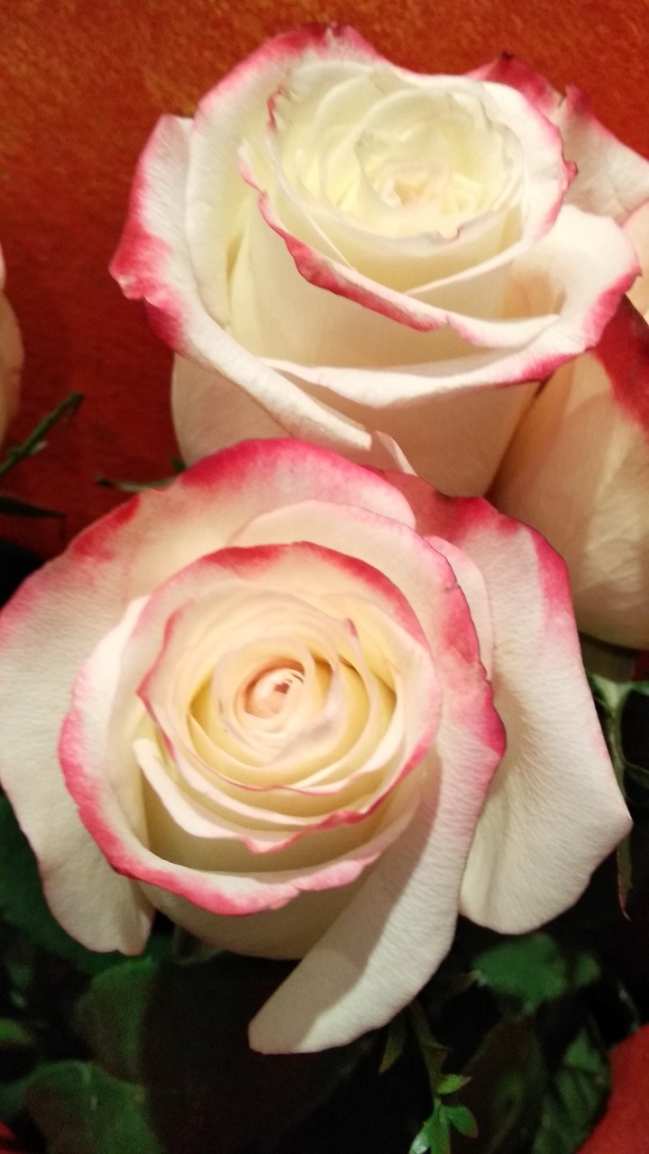 rose