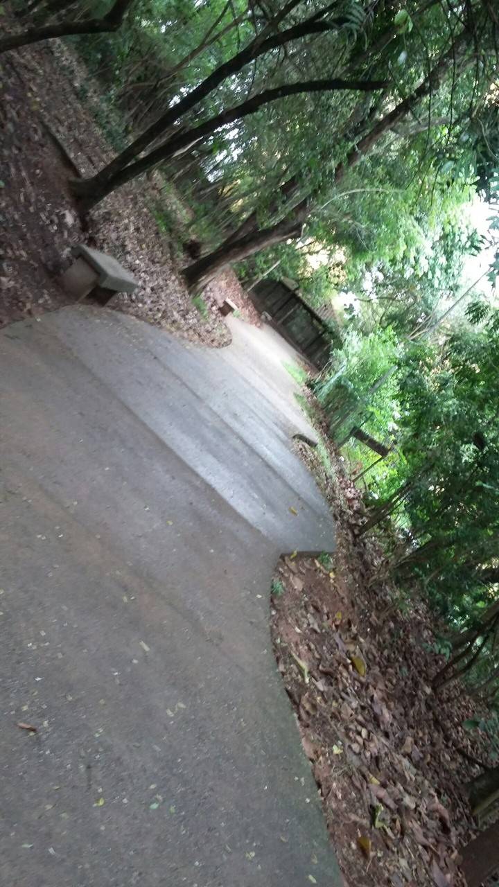 Bosque