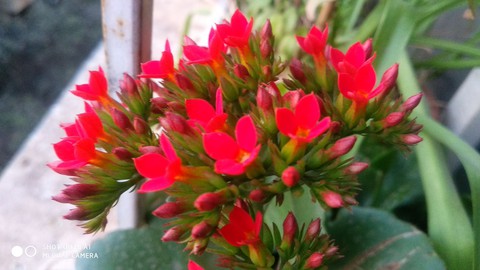 flower red