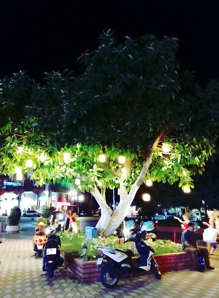lantern tree