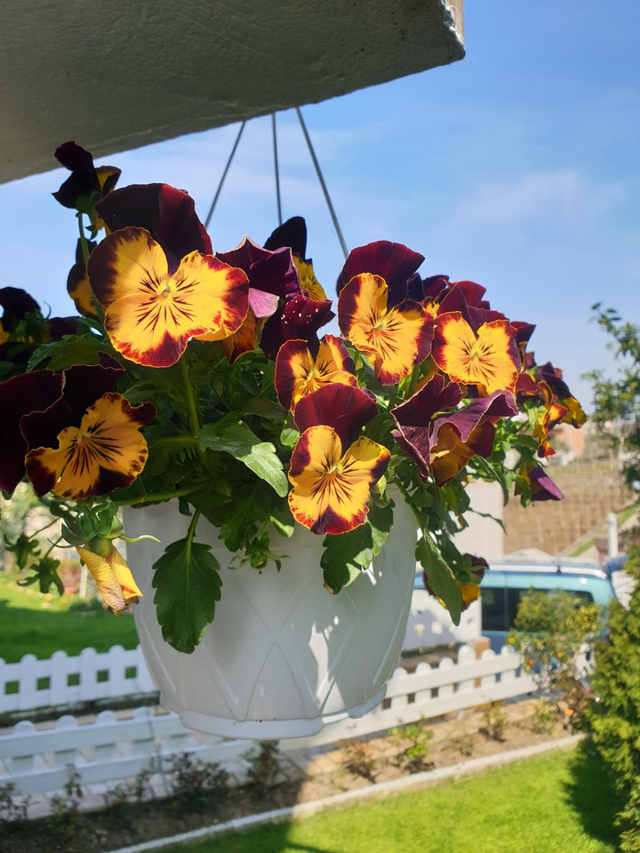 my garden