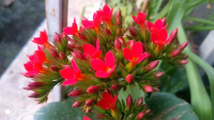flower red