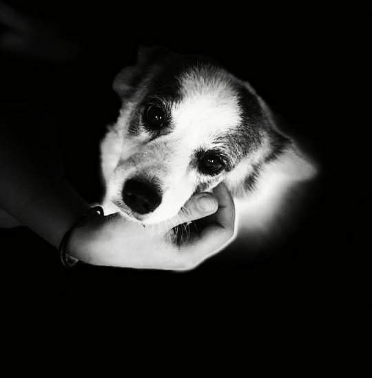 Cuddle Pup