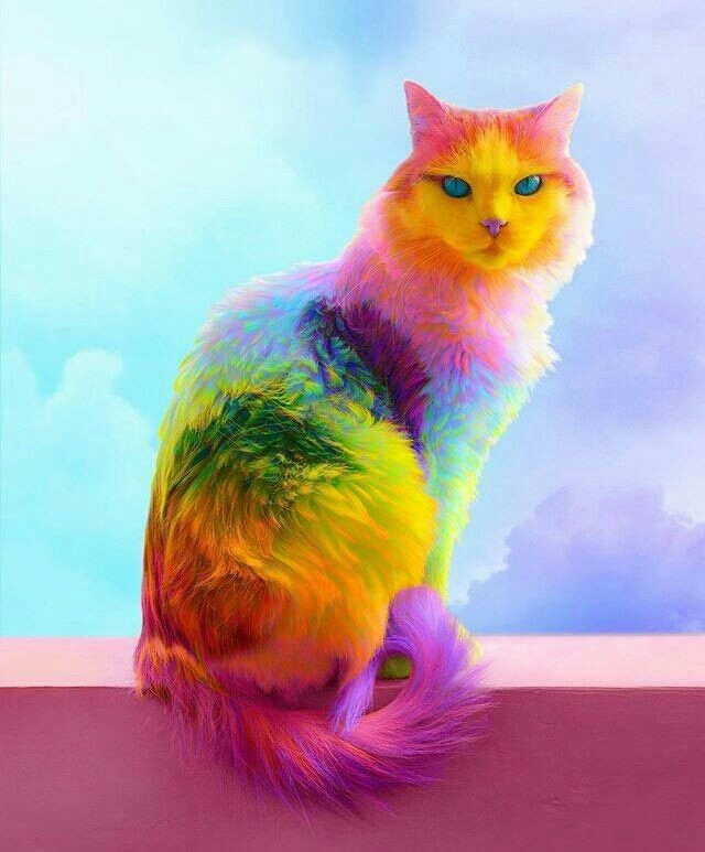colorful cat