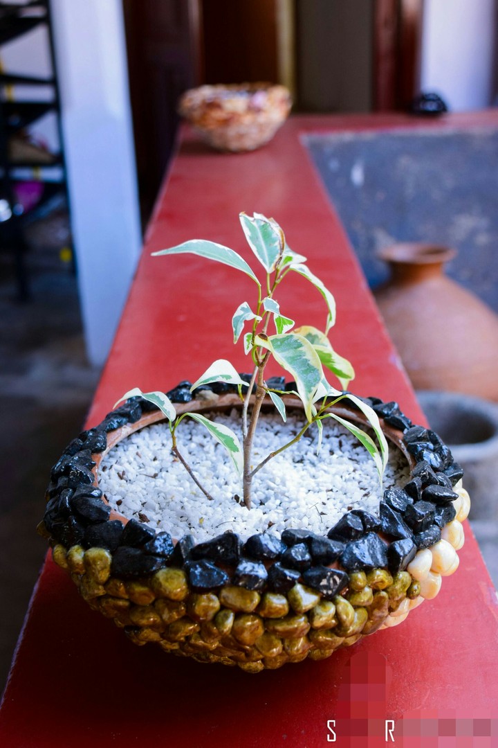 Plant