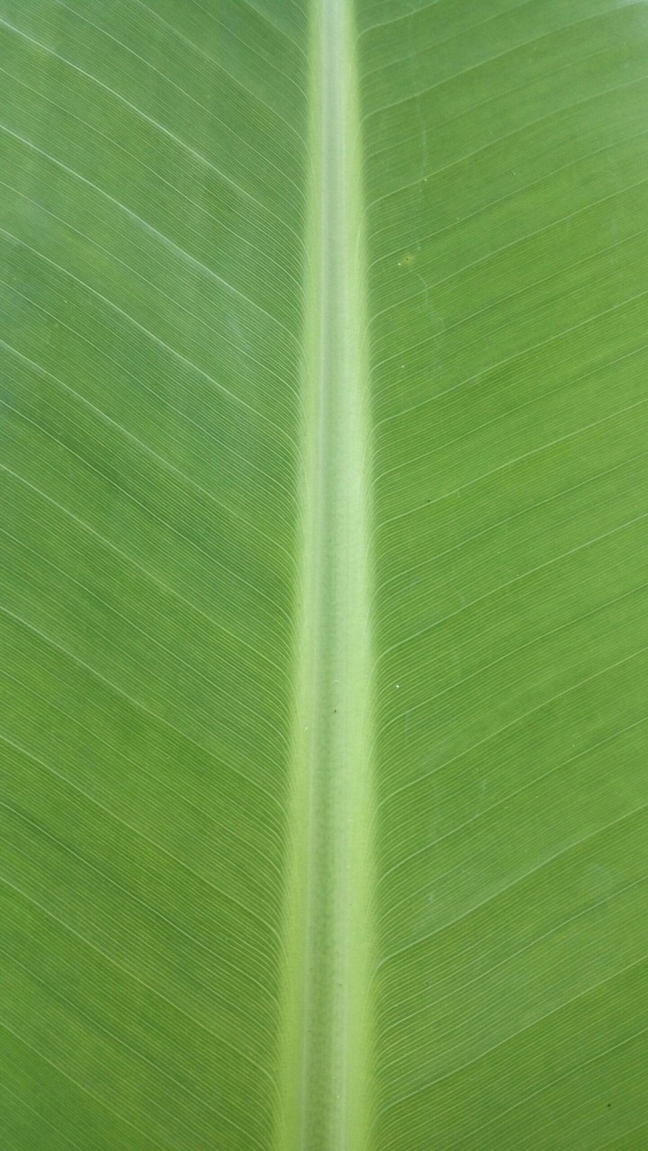 Banana Leaf