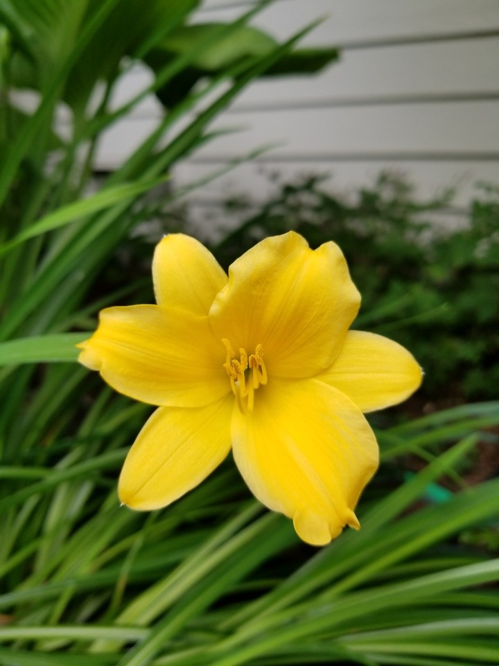 2017 garden