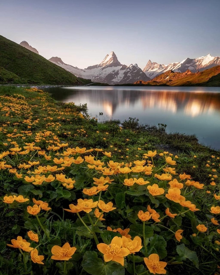 Bed of Yellow