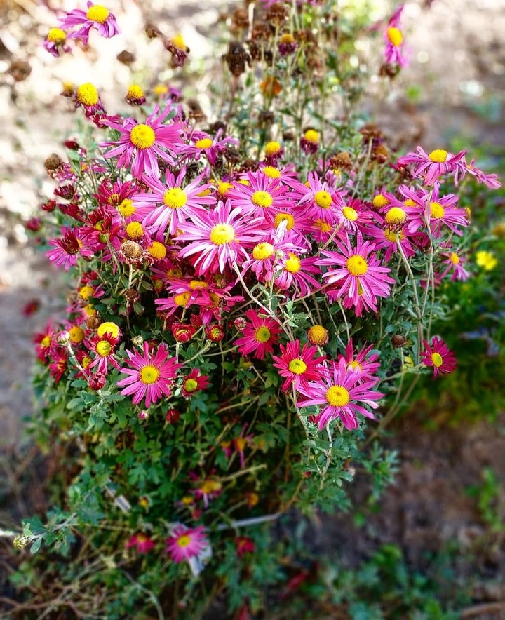 flowers
