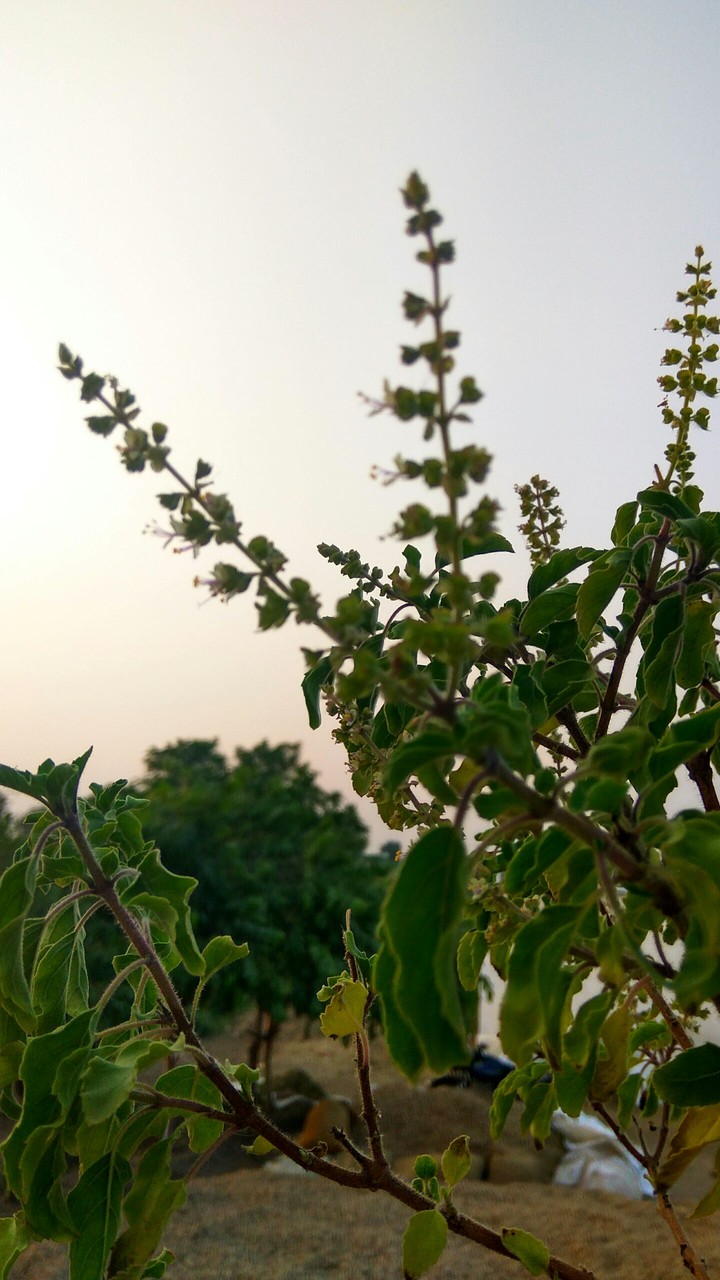 Tulsi....