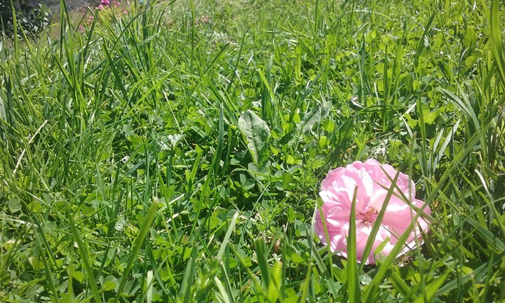 pink flower