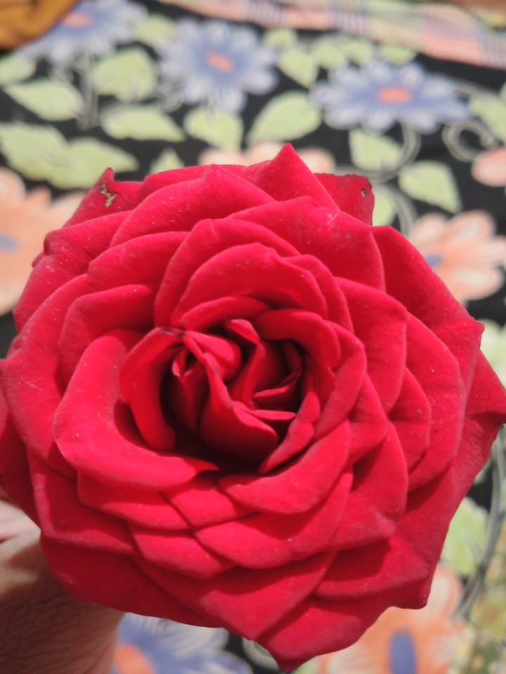 red rose