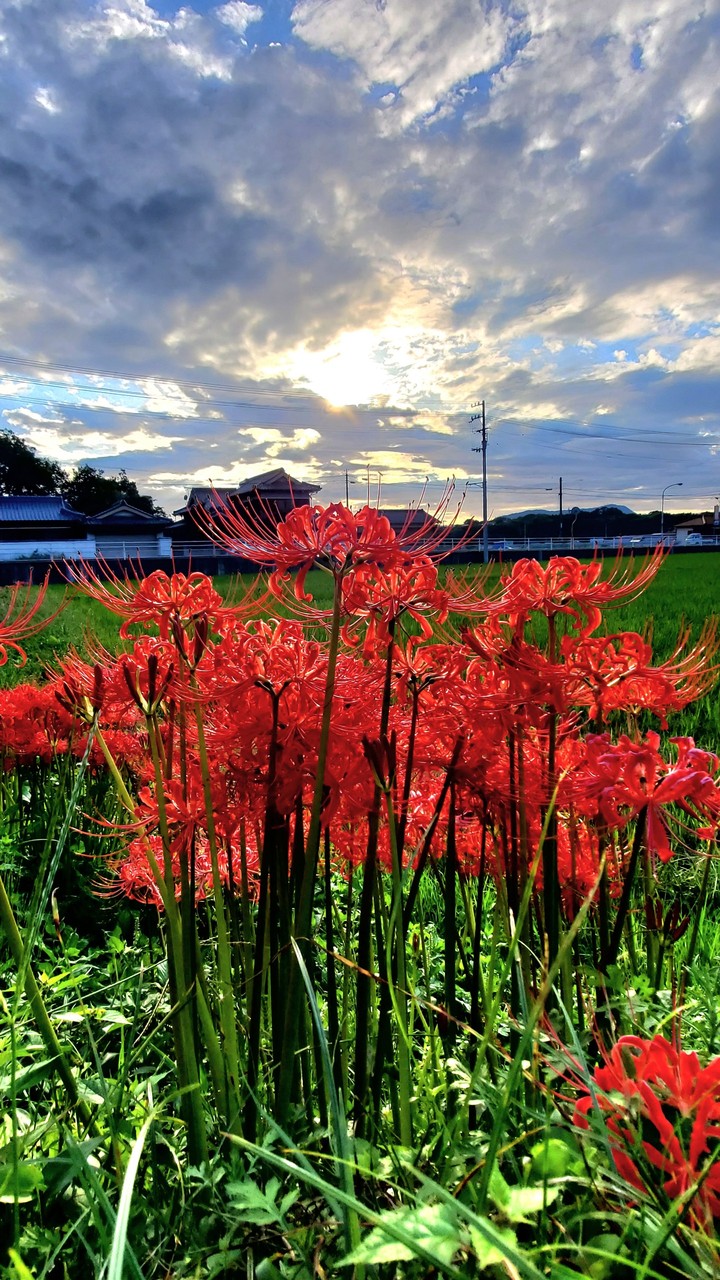 #hoa # 花 #flower