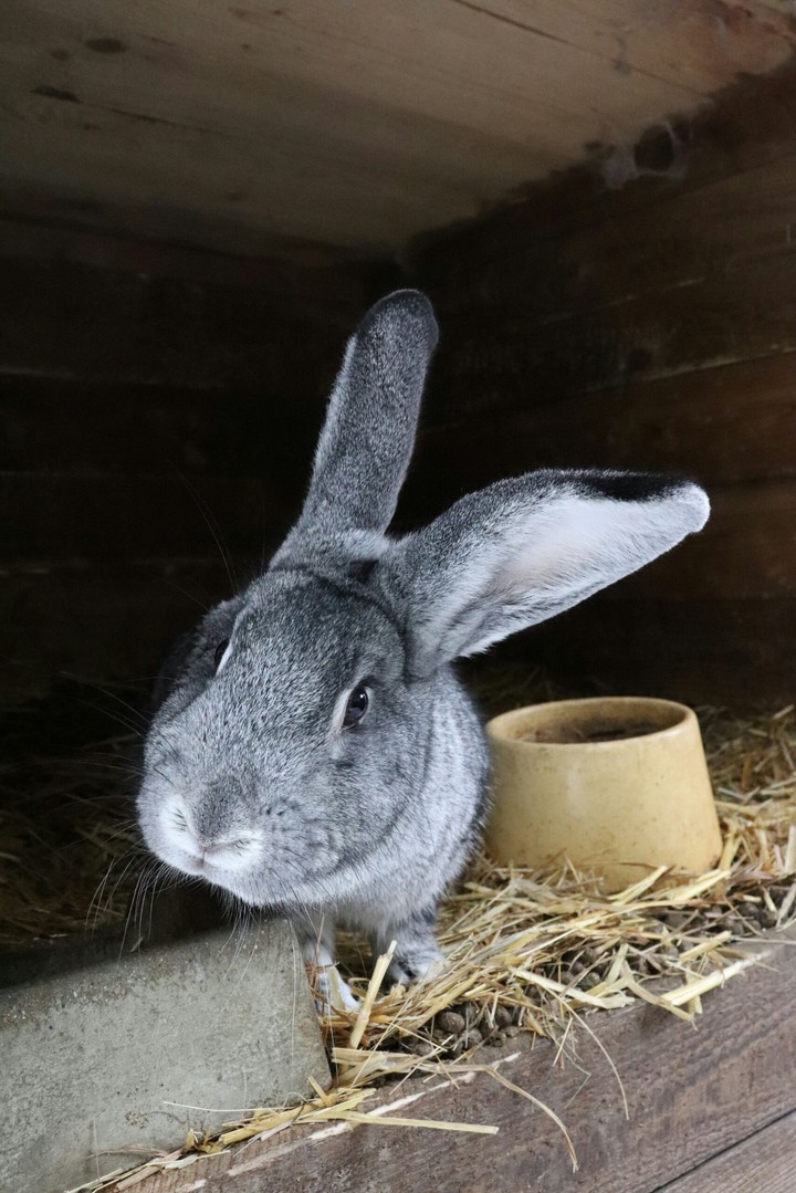 bunny