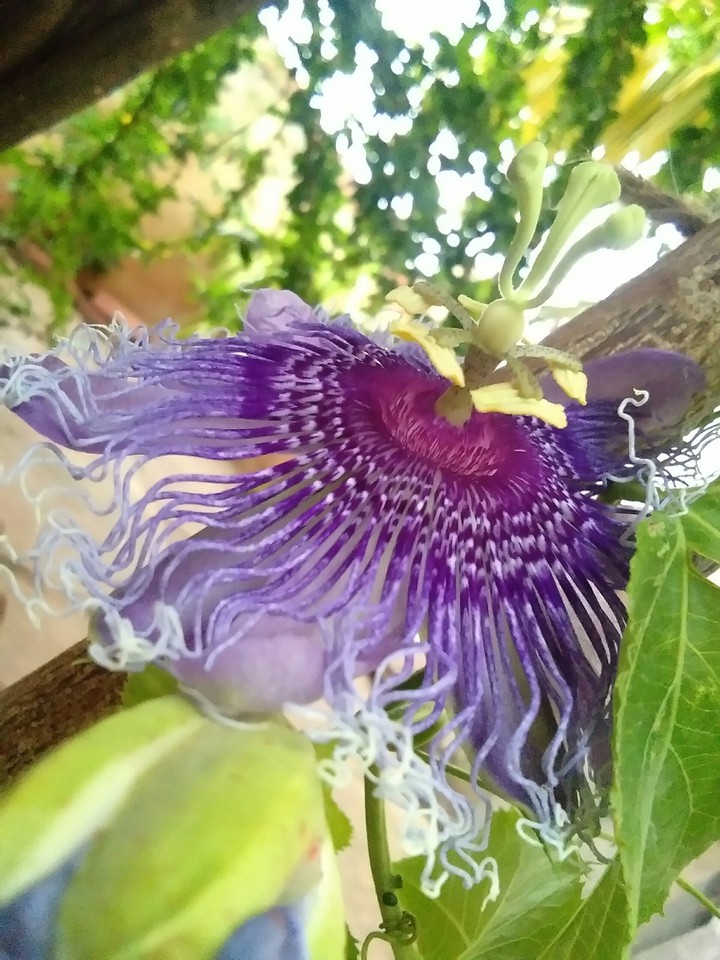 krishna kamalam... passyflora sp.