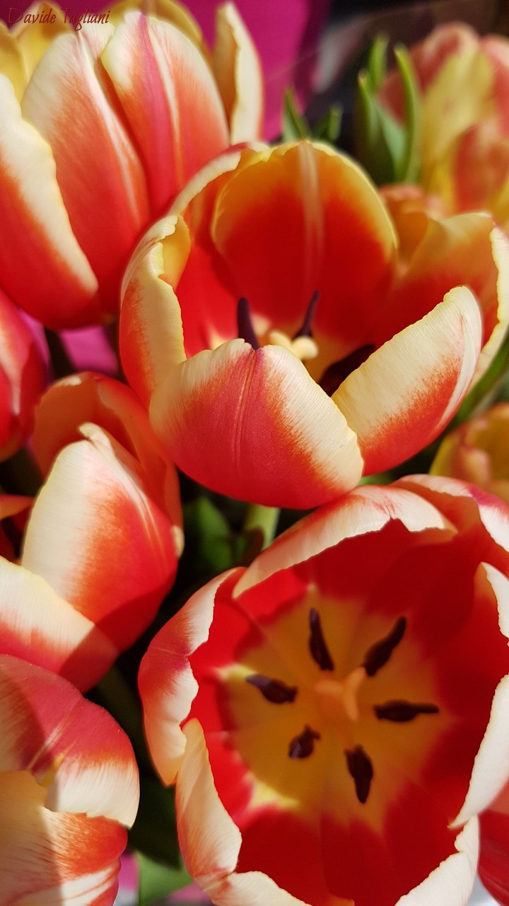 tulips