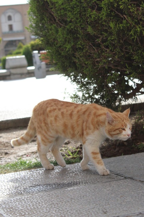 isfahan, eye壁纸