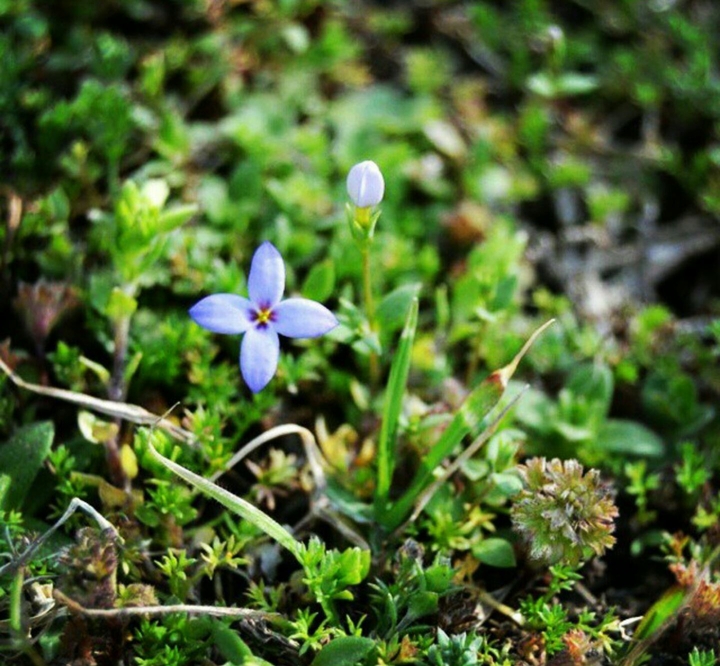 #tinyflower #pastureflower