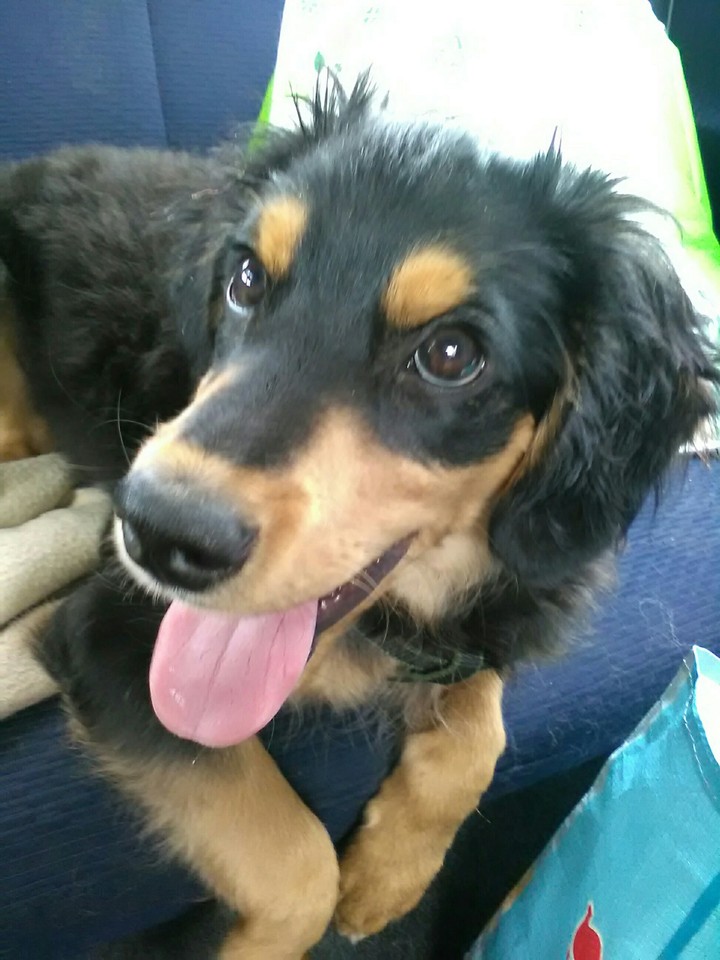 dog