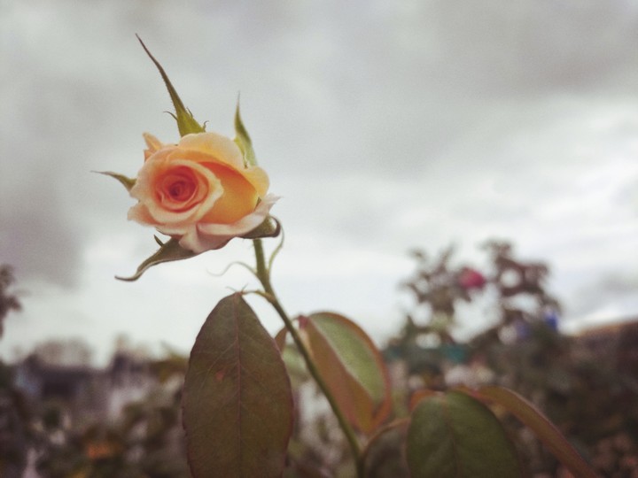 rose